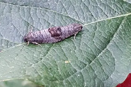 Il Centro di Sperimentazione Laimburg ed il Julius Kühn Institut danno il via a un nuovo progetto cooperativo nella ricerca sulla carpocapsa (Carpocapsa pomonella), uno dei parassiti più impattanti in frutticoltura.: ©Centro di Sperimentazione Laimburg