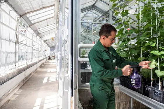 Fig. 5: La protezione delle piante al centro della ricerca presso il Centro di Sperimentazione Laimburg
© Laimburg Research Centre/Ivo Corrà