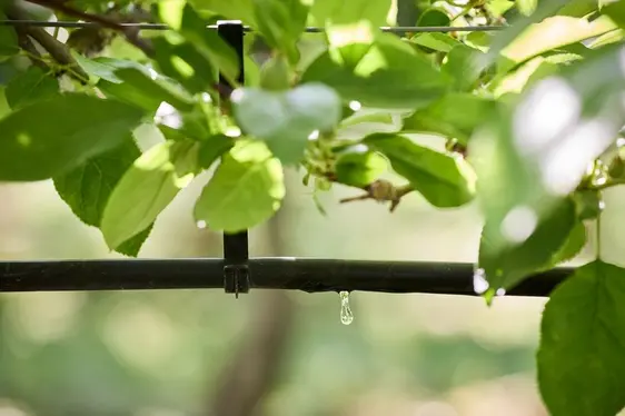 Fig. 3: I sistemi di irrigazione a goccia permettono un risparmio idrico: © Laimburg Research Centre/Andreas Tauber