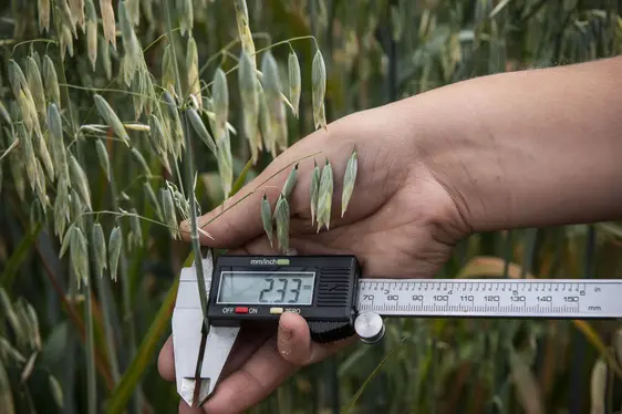 Fig. 2: Prove sperimentali nelle colture arative: © Laimburg Research Centre/ivo corrà