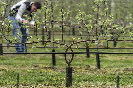 Il sistema di allevamento bidimensionale multiasse, simile a un candelabro, in melicoltura (© Centro di Sperimentazione Laimburg/ivo corrà