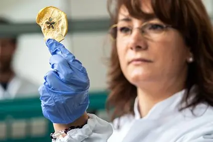 Mit der DIC-Technologie kann der gesamte essbare Teil der Frucht inklusive Schale und Kerngehäuse verwertet werden: ©Versuchszentrum Laimburg/ivocorrà