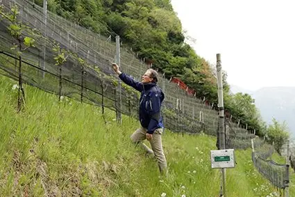 Walter Guerra, Leiter des Instituts für Obst- und Weinbau am Versuchszentrum Laimburg und Koordinator des Projekts, an der Rebanlage des LIDO unweit des neuen Stadlhof-Gebäudes.: ©Versuchszentrum Laimburg/juliarizzo