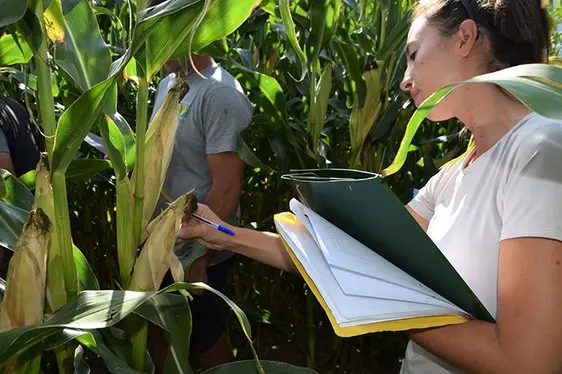 Abb. 2: Anna Rottensteiner vom Versuchszentrum Laimburg bei der Kontrolle des Silomais-Bestandes.: © Versuchszentrum Laimburg