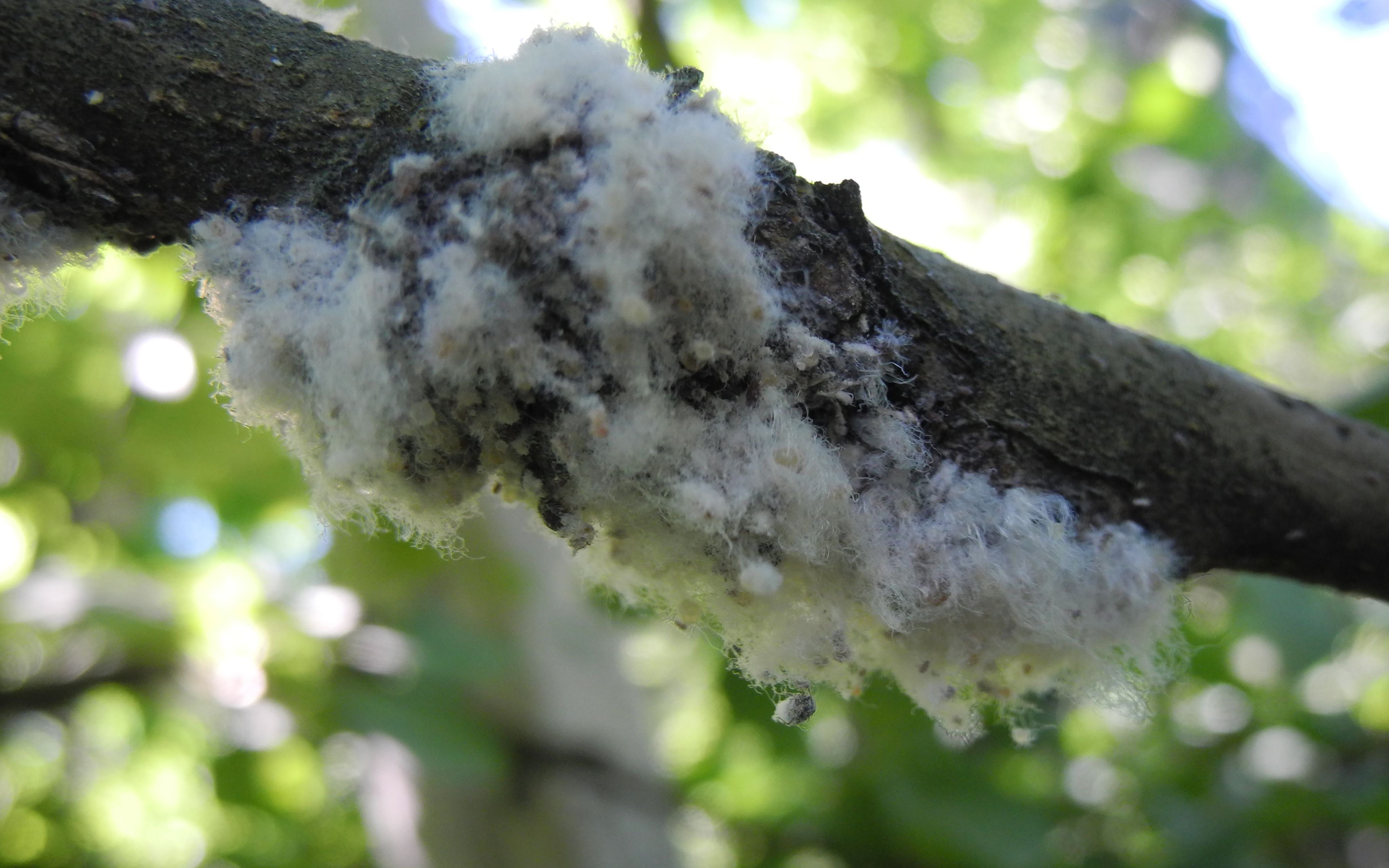 Fig. 1: Colonia di afide lanigero su ramo di melo © Centro di Sperimentazione Laimburg