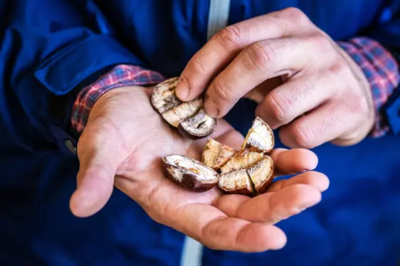 Fig. 4: Castagne colpite da un fungo patogeno.
© Laimburg Research Centre/ivo corrà