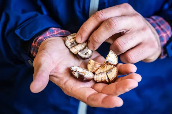 Abb. 4: Pilzbefall bei Kastanien
© Laimburg Research Centre/ivo corrà