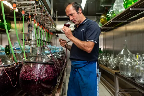 Fig. 4: Ulrich Pedri nella cantina sperimentale del Centro Laimburg
© Laimburg Research Centre/ivo corrà