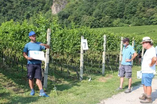 Arno Schmid ha illustrato diversi sistemi di potatura, finalizzati a ritardare la maturazione. ©CSL