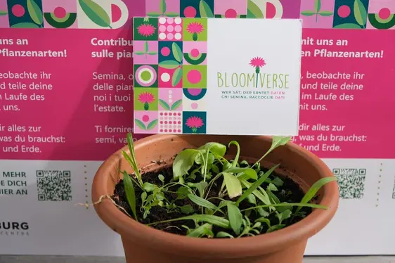 Fig. 2: L’esperimento in vaso dopo un paio di settimane: © Laimburg Research Centre/Elena Wilhelm