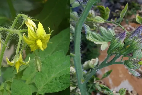 Abb. 3: Gesunde San-Marzano-Tomatenpflanze mit normaler Blütenstruktur (links); mit Phytoplasmen infizierte Pflanze, deformierter, violetter Blütenstand (rechts)
© Yoggysot (Bild links)
© Laimburg Research Centre/Cecilia Mittelberger (Bild rechts)