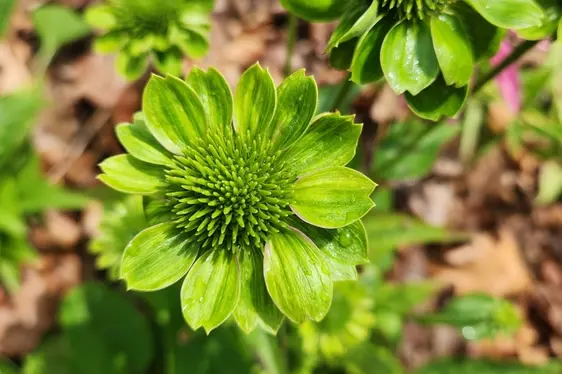 Abb. 4: Phytoplasma-Symptome an Echinacea: Die Blüte verfärbt sich Grün (Vireszenz)
© Brian Wise