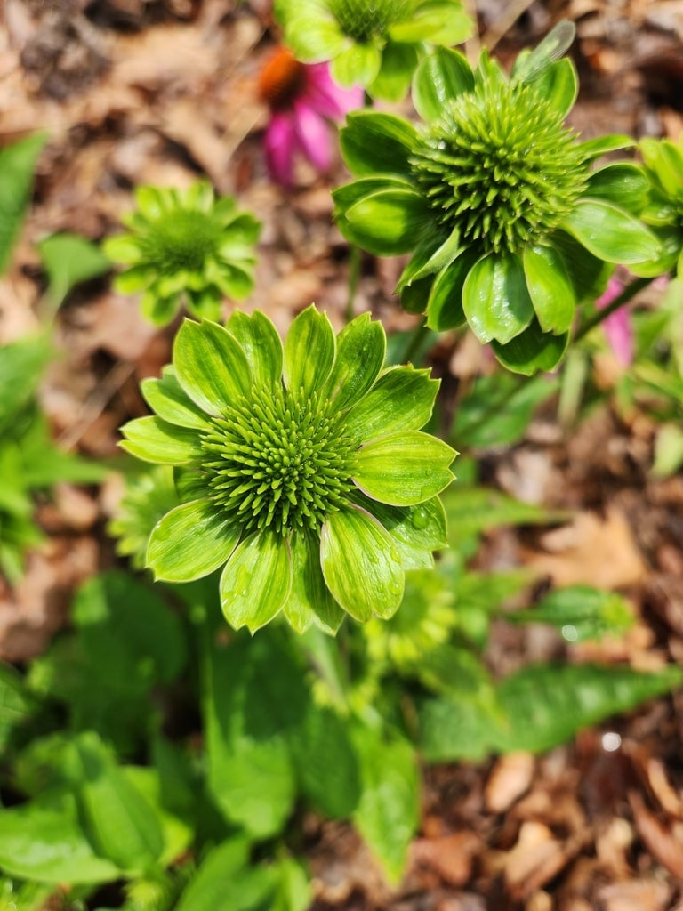 Fig. 4: Sintomi da fitoplasmi su echinacea: il fiore assume una colorazione verde (virescenza)
© Brian Wise