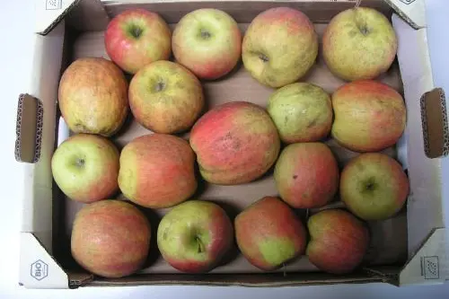 Mit Rußtau befallene Früchte ©VZL