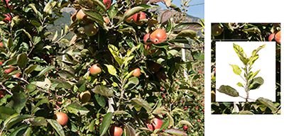 Sintomi della patologia: scopazzi e piccoli frutti. ©Centro di Sperimentazione Laimburg