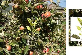 Sintomi della patologia: scopazzi e piccoli frutti. ©Centro di Sperimentazione Laimburg