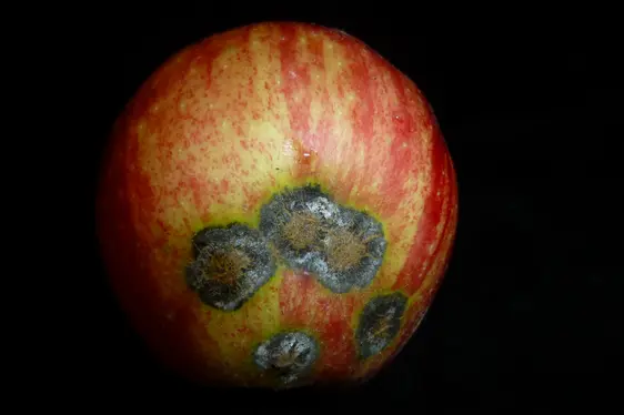 Fig. 6: Sintomi da ticchiolatura su mele: © Laimburg Research Centre