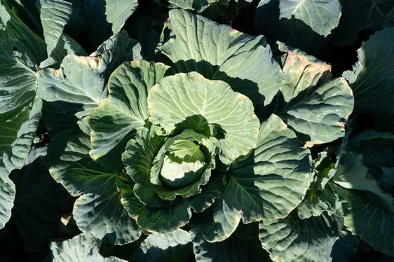 Fig. 2: La varietà locale “Vinschger Kraut”.: © Centro di Sperimentazione Laimburg / alex rehbichler