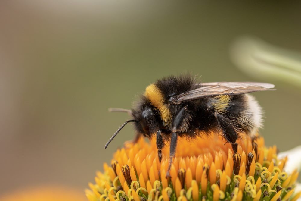 Gartenhummel auf einer Blüte des Scheinsonnenhutes © Gärtnerei Laimburg
