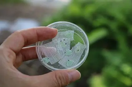 La vespa samurai viene impiegata per contenere la cimice asiatica in modo naturale. ©Centro di Sperimentazione Laimburg