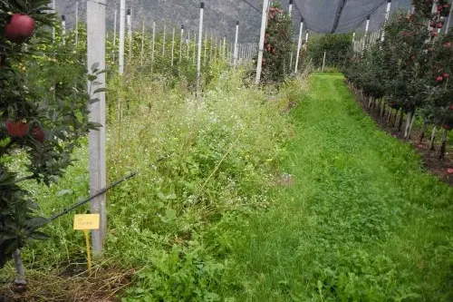 Versuch Einsaat gegen Bodenmüdigkeit ©VZL