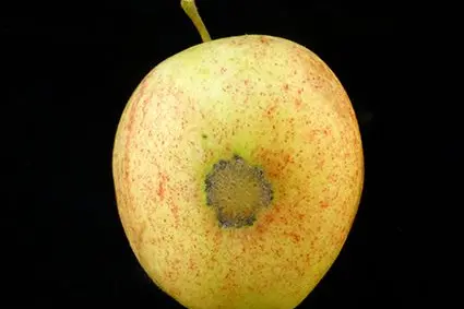 Apfelschorf auf Frucht: ©Versuchszentrum Laimburg