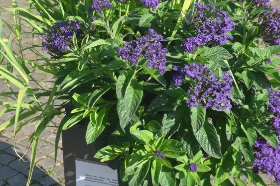 Die Vanilleblume ist die Pflanze des Jahres 2020 der Südtiroler Gärtnervereinigung. ©VZL