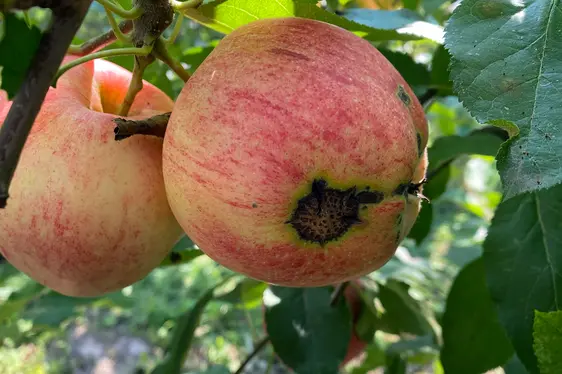 Fig. 4: Mela colpita da ticchiolatura: © Centro di Sperimentazione Laimburg