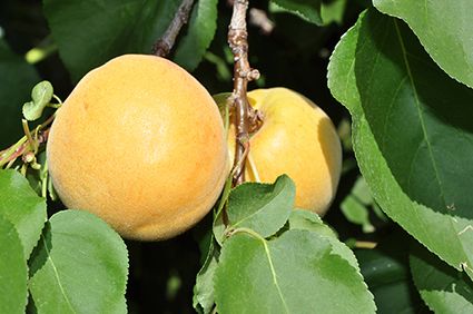Frutti di albicocca della varietà “Vinschger Marille” poco prima del raccolto. ©Centro di Sperimentazione Laimburg