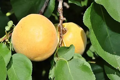 Frutti di albicocca della varietà “Vinschger Marille” poco prima del raccolto. ©Centro di Sperimentazione Laimburg