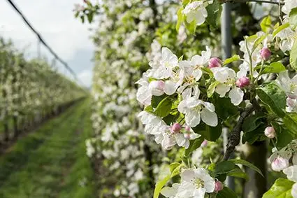 Fioritura al sito Laimburg. ©Centro di Sperimentazione Laimburg