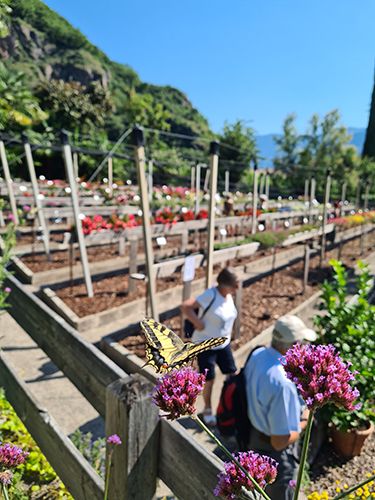 Fig 1: Giorno delle porte aperte della Giardineria Laimburg. © Centro di Sperimentazione Laimburg/julia rizzo