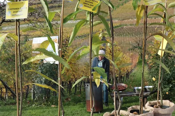 Fig. 6: Vari ecotipi di castagno: © Laimburg Research Centre/irene pancheri