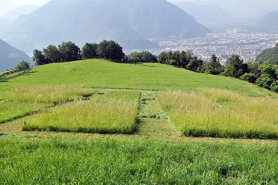 Fig. 2: Prove in campo 2011-2014 per l’ottimizzazione delle miscele di sementi nelle zone a rischio siccità.: © Centro di Sperimentazione Laimburg
