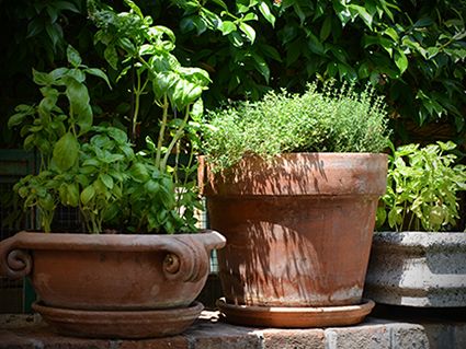 Erbe e spezie ad “altezza naso”, fresche e pronte all’uso. ©Floricoltura Laimburg