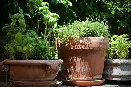 Erbe e spezie ad “altezza naso”, fresche e pronte all’uso. ©Floricoltura Laimburg