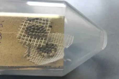 Uova di cimice asiatica parassitati da vespa samurai © Centro di Sperimentazione Laimburg