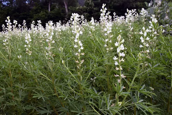 Abb. 3: Hülsenfrüchte wie die Lupine werden immer beliebter, da sie gute Eiweißlieferanten sind.: © Versuchszentrum Laimburg