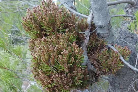 Abb. 5: Phytoplasma-Symptome an einer Kiefer: dichte und unregelmäßige Ansammlungen von Zweigen („Hexenbesen“)
© Filip Kawa