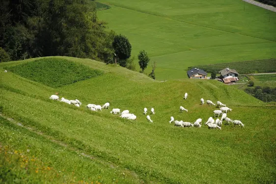 Fig. 2: Il pascolo offre vantaggi per gli animali, l'ambiente e la società: © Laimburg Research Centre/ ivo corrà