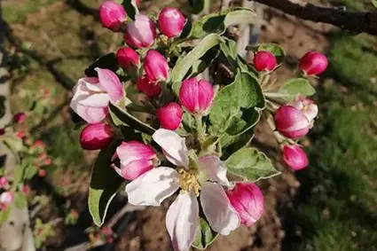 Fioritura della varietà israeliana Anna al sito Laimburg. ©Centro di Sperimentazione Laimburg