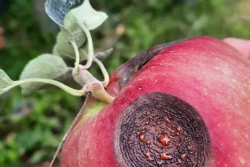 Abb. 1: Fruchtfäule durch Vorernte-Apple Bitter Rot an einem Apfel.
© Laimburg Research Centre/sabine öttl