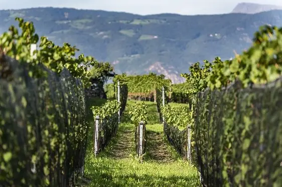 L’impianto sperimentale con sistema di allevamento in stile Borgogna © Centro di Sperimentazione Laimburg/ivo corrà