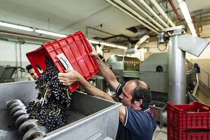 In uno dei nuovi progetti del Centro di Sperimentazione Laimburg si valuta l’impatto del raffreddamento delle uve sulla qualità del vino. ©Centro di Sperimentazione Laimburg