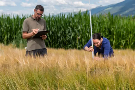 Fig. 4: Manuel Pramsohler del Centro di Sperimentazione Laimburg durante i rilievi scientifici in un campo di cereali.: © Centro di Sperimentazione Laimburg/ivo corrà