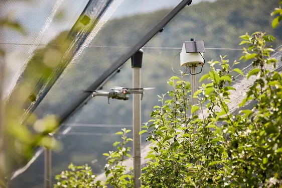 Abb. 3: Im Obst- und Weinbau hat die Fernerkennung von Phytoplasmosen großes Potential: © Laimburg Research Centre/andreas tauber