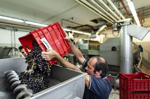 Subito dopo la raccolta, le uve vengono portate alla diraspatrice nella cantina sperimentale del Centro Laimburg. © Centro di Sperimentazione Laimburg