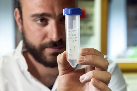 Abb. 4: Der natürliche Gegenspieler der Marmorierten Baumwanze, die Samurai-Wespe (Trissolcus japonicus), wird am Versuchszentrum Laimburg gezüchtet: © Laimburg Research Centre/ivo corrà