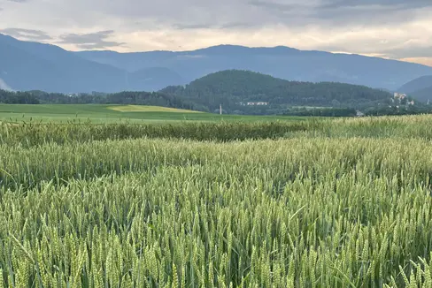 Abb. 1: Versuchsbegehung zum Thema Ackerbau des Versuchszentrums Laimburg in Dietenheim © Versuchszentrum Laimburg