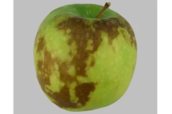 Fig. 2: Il riscaldo comune è uno dei principali disturbi di conservazione delle mele.: © Centro di Sperimentazione Laimburg